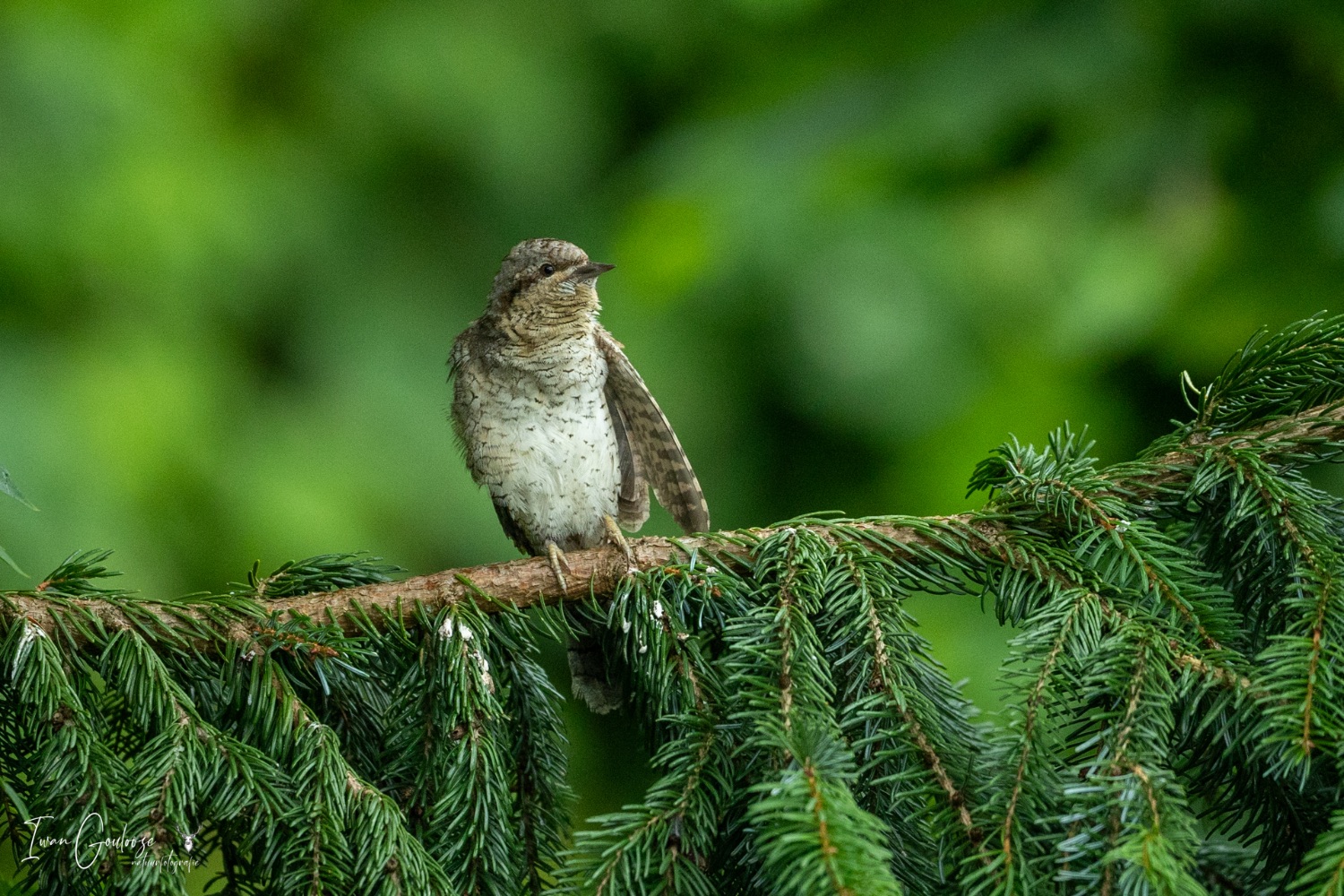 22 juli 2023 114841  R2A3157